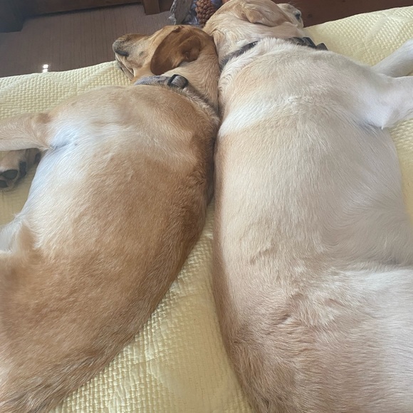 Meet your Posher, Lisa - Picture 5 of 5